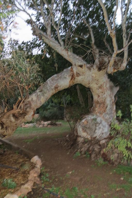 Bentwood Olive Grove Accommodation Greenough Bilik gambar