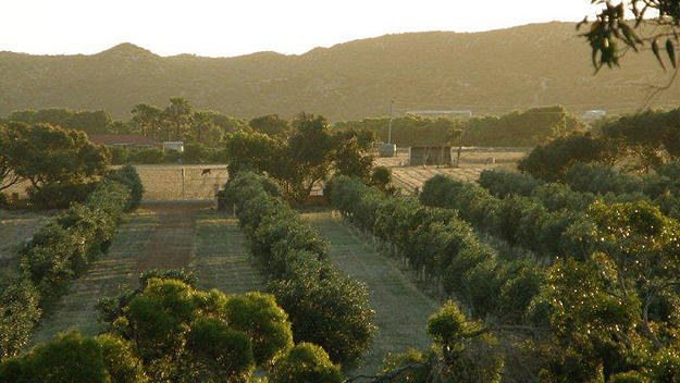 Bentwood Olive Grove Accommodation Greenough Luaran gambar